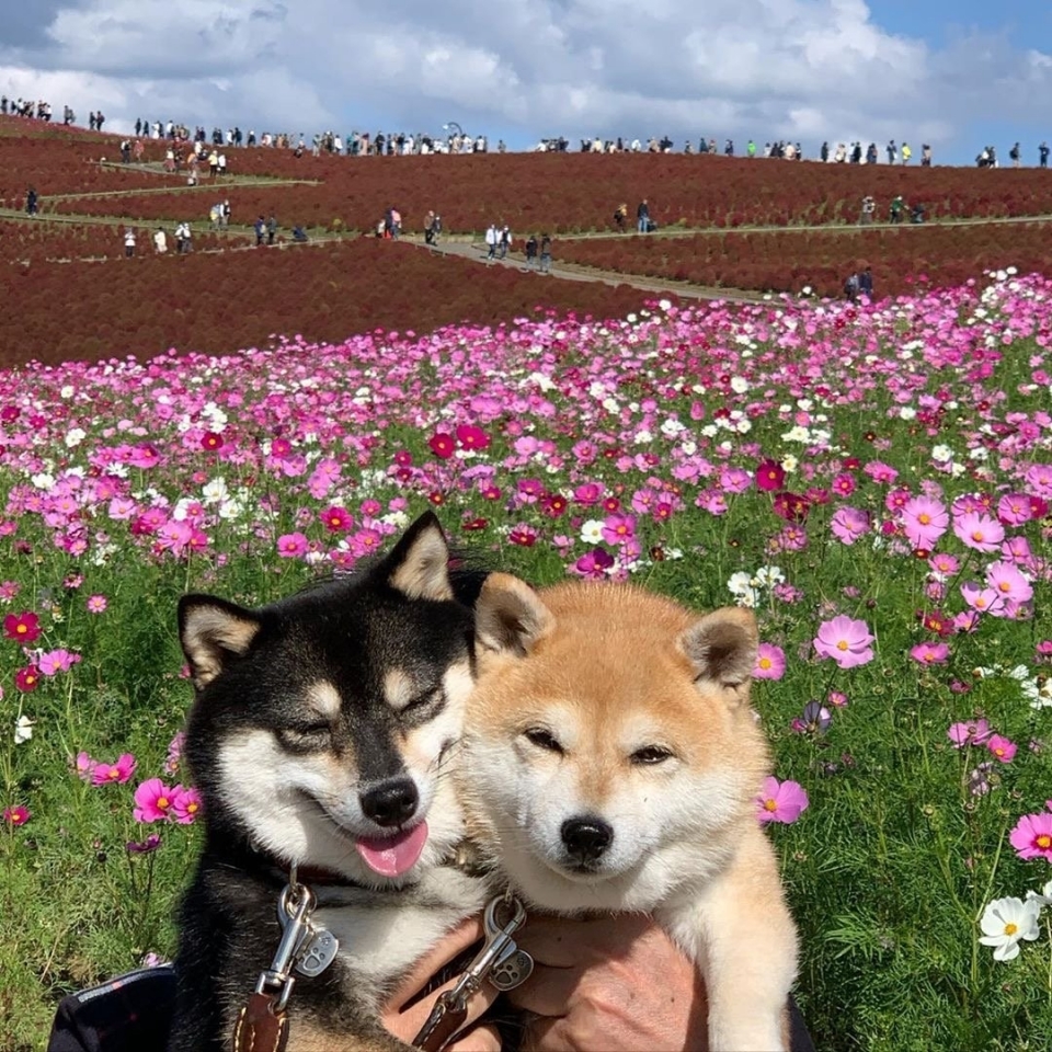 微笑狗狗柴犬写真图片