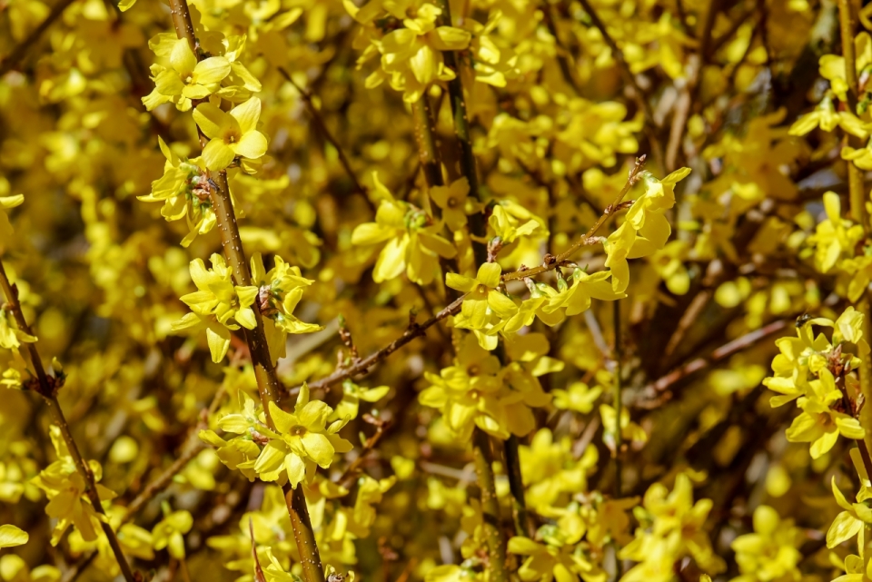 阳光户外自然树木树枝黄色美丽花朵