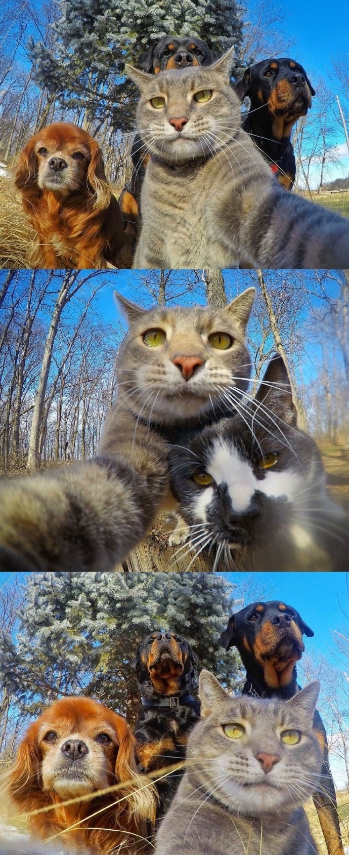 小猫的自拍照图片