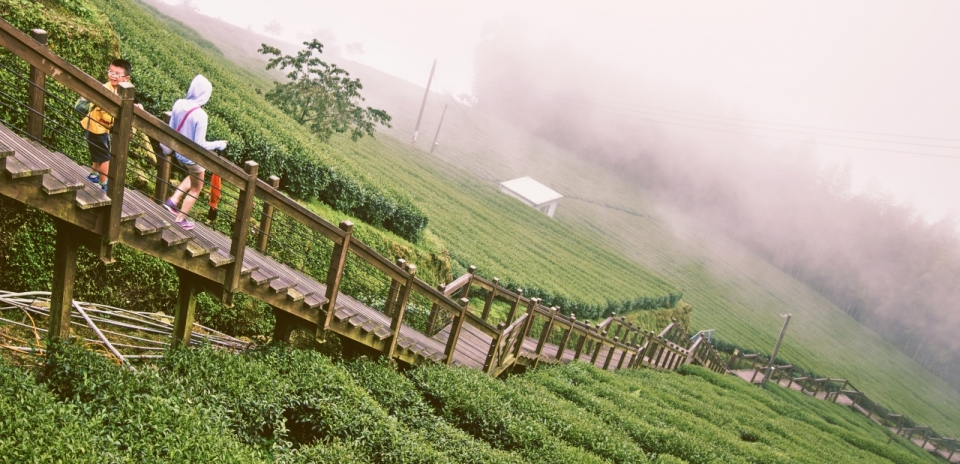 朦胧雨季香气四溢茶园绿植美景