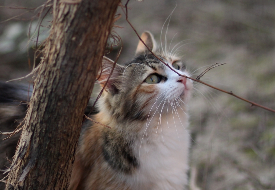 森林自然树木植物前可爱宠物猫