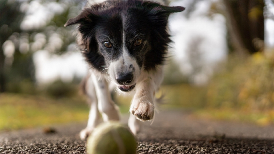 牧羊犬高清桌面壁纸图片