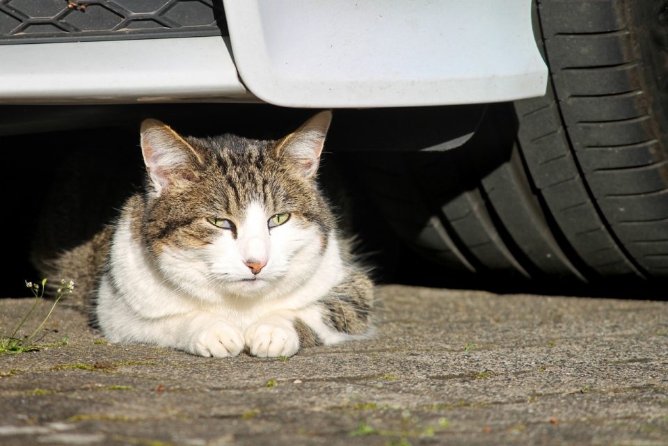 阳光城市街道汽车车底宠物猫