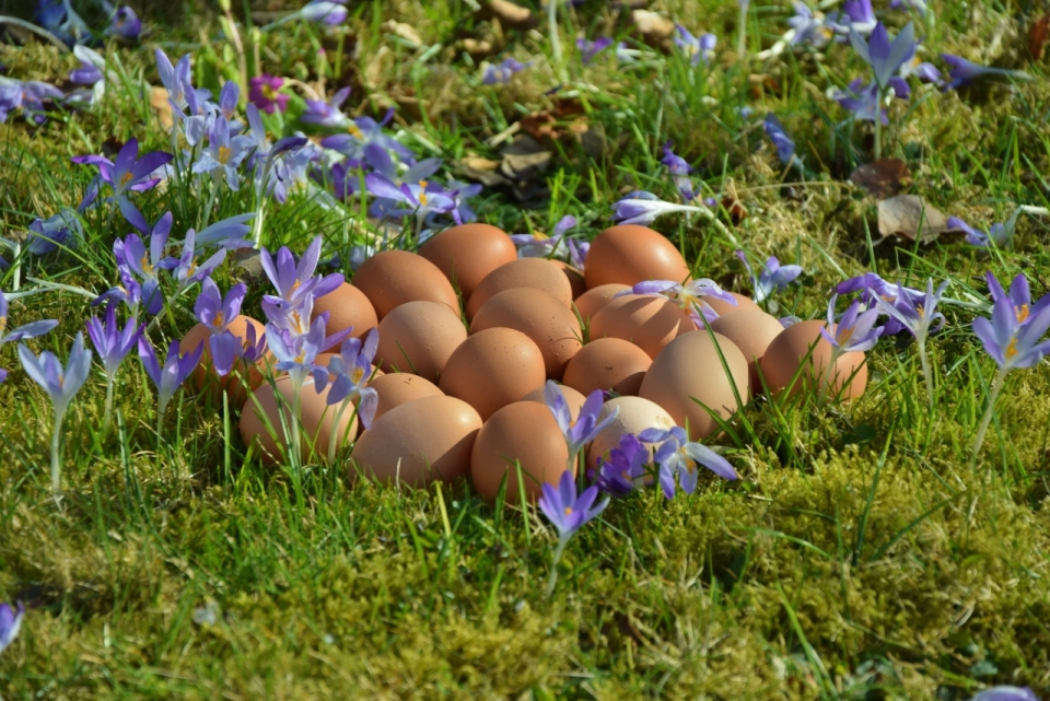阳光户外自然草坪新鲜鸡蛋食物