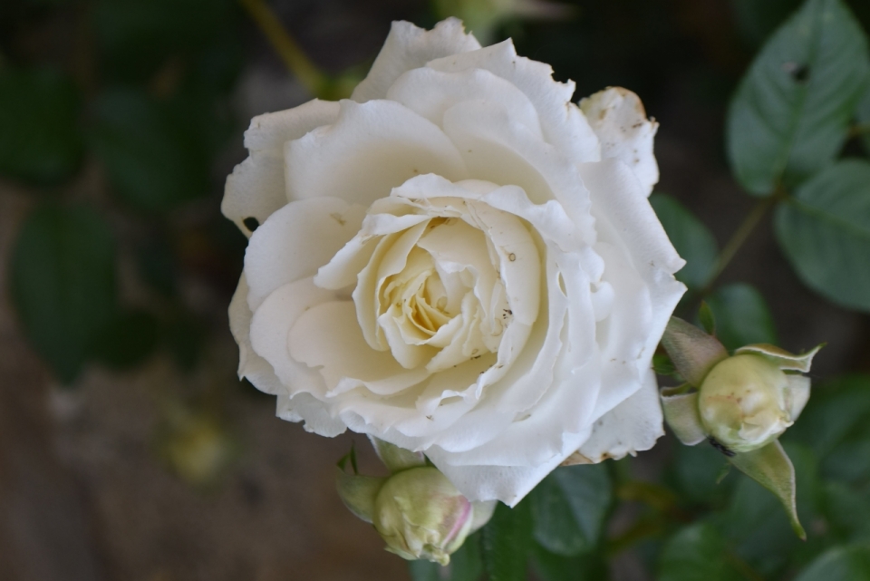 户外白色花朵绿色叶子玫瑰自然植物