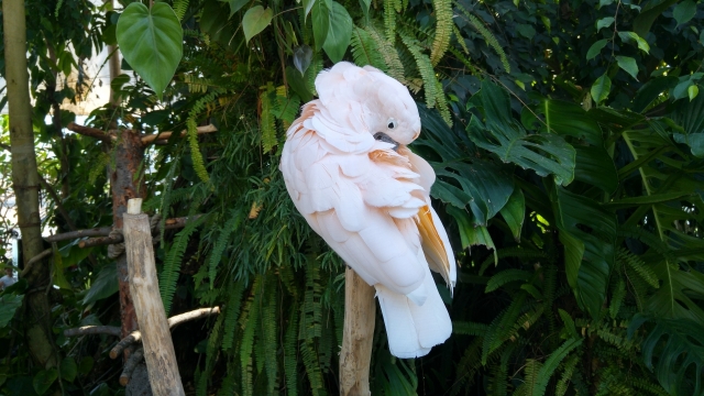 树木绿植旁白色羽毛可爱小鸟近景