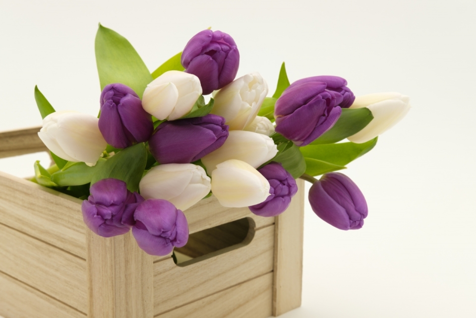 木制盒子白色紫色郁金香花朵植物