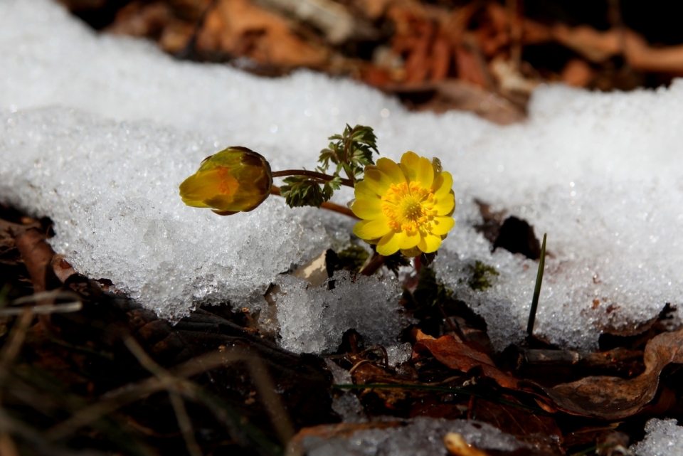 杂草土地洁白积雪滋润黄色小花植物
