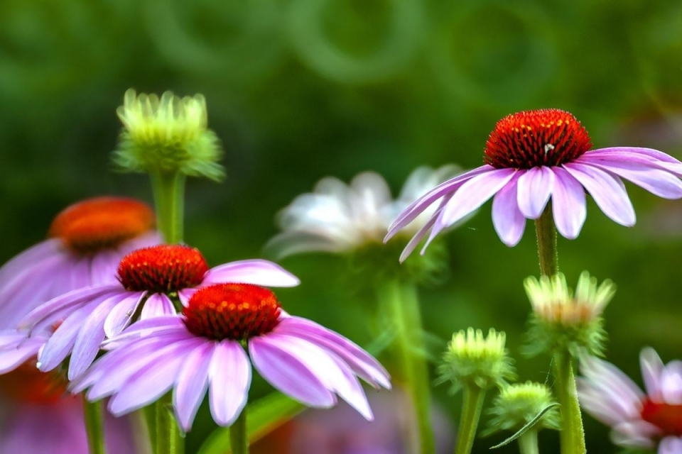 重阳节菊花高清桌面壁纸