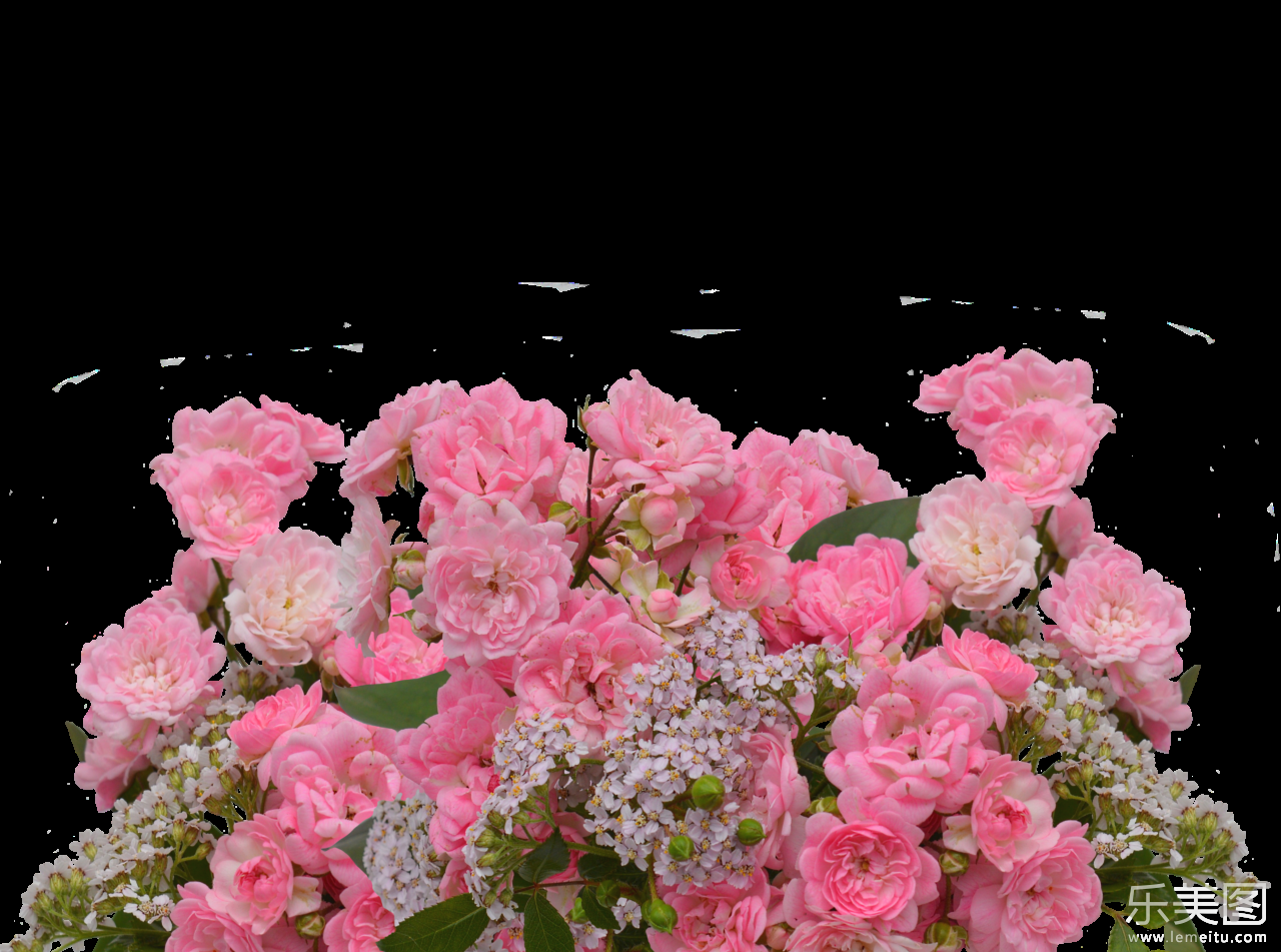 白色背后粉色鲜花植物摄影