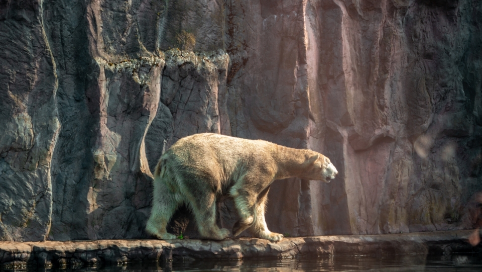 阳光自然山峰野生北极熊动物