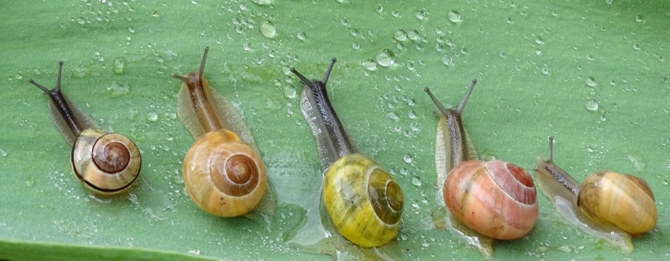 大雨后叶片露水攀爬蜗牛高清微距
