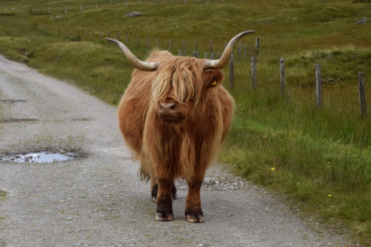 走在乡间公路上的野牦牛
