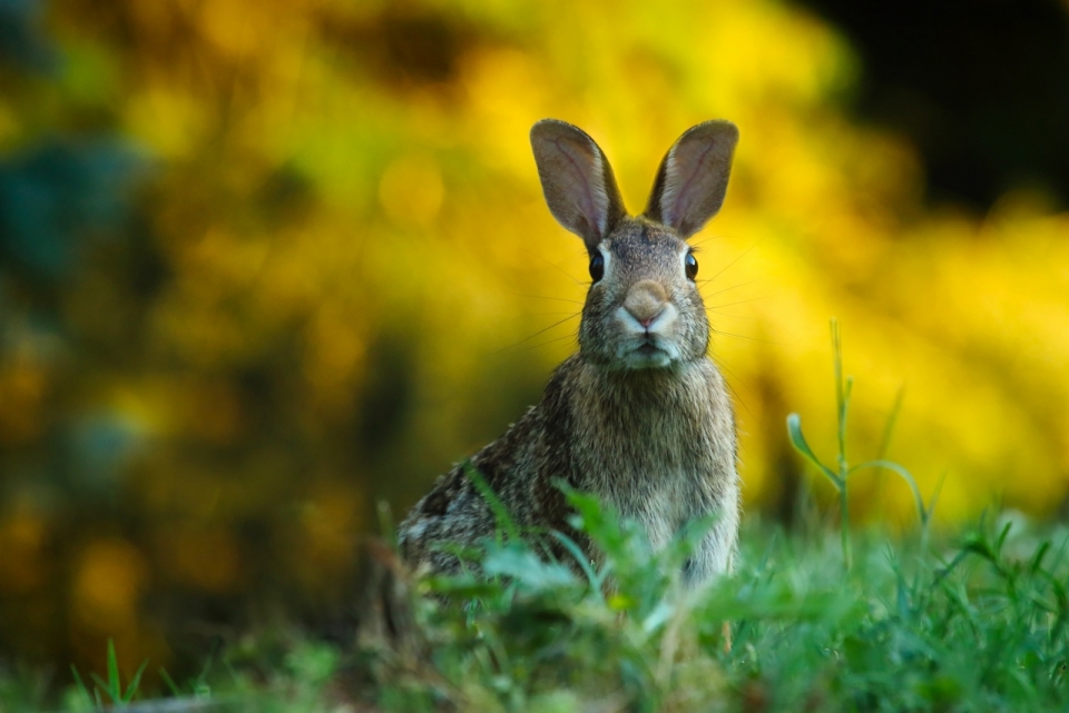 草坪上的小兔子抓拍摄影
