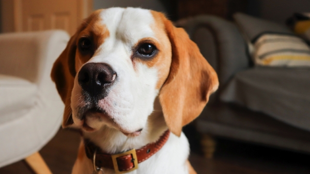 米格鲁猎兔犬高清桌面壁纸