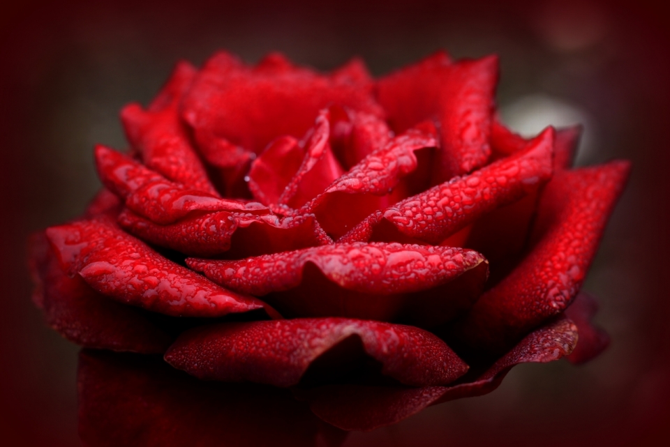 玫瑰花浪漫唯美高清摄影