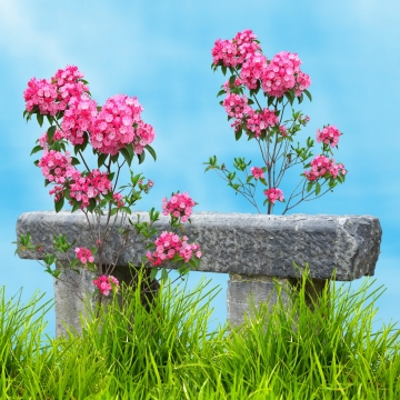 蓝色天空石凳前自然粉色花朵植物