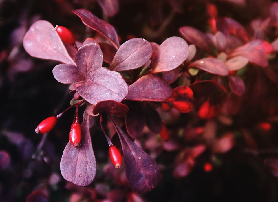 虚化背景户外紫色叶片红色果实自然植物
