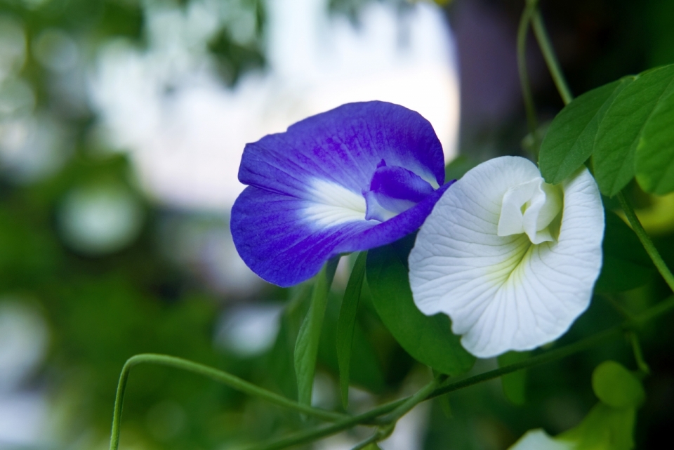 绿色草丛中紫色白色鲜花摄影