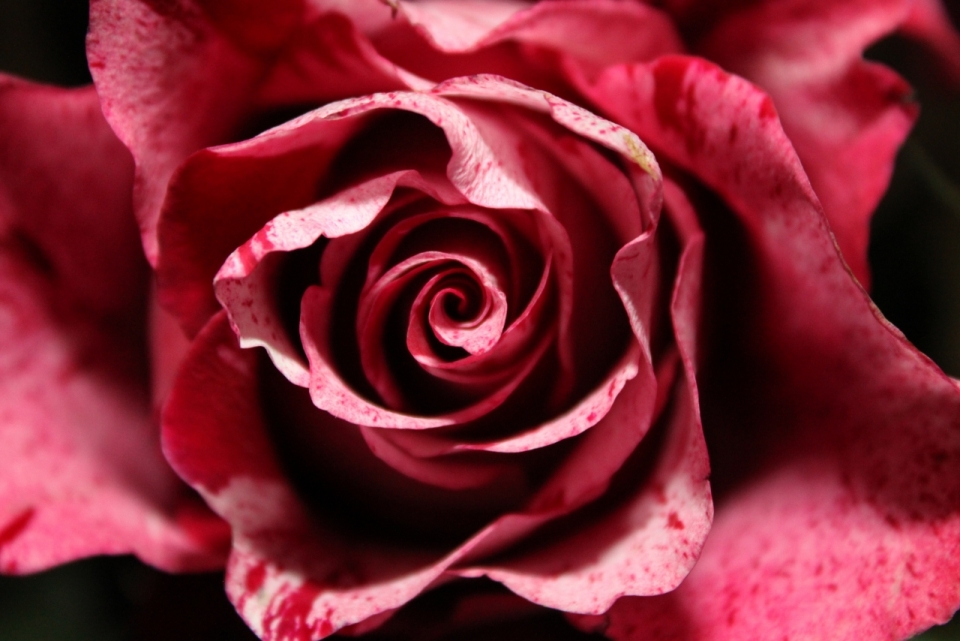 黑色背景美丽浪漫红色花朵玫瑰自然植物