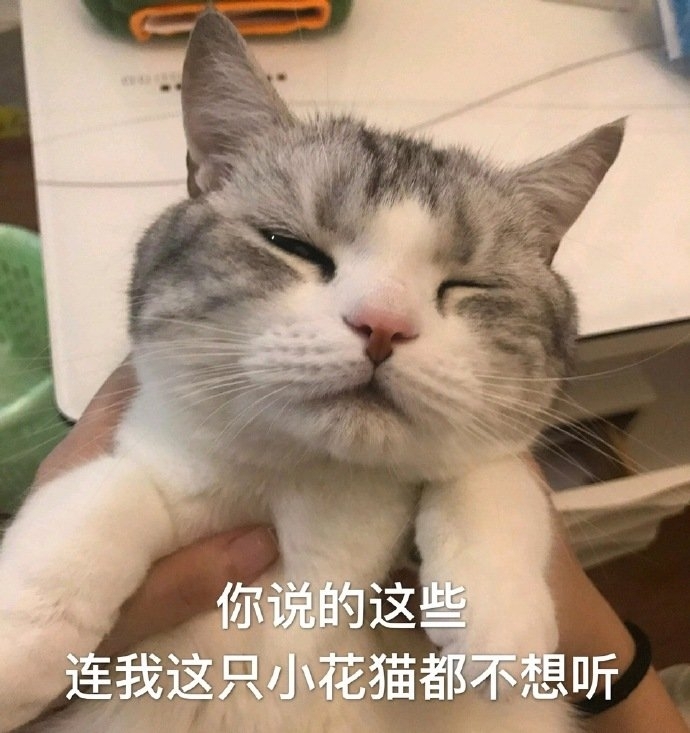 幽默搞笑小猫咪喵星人图片