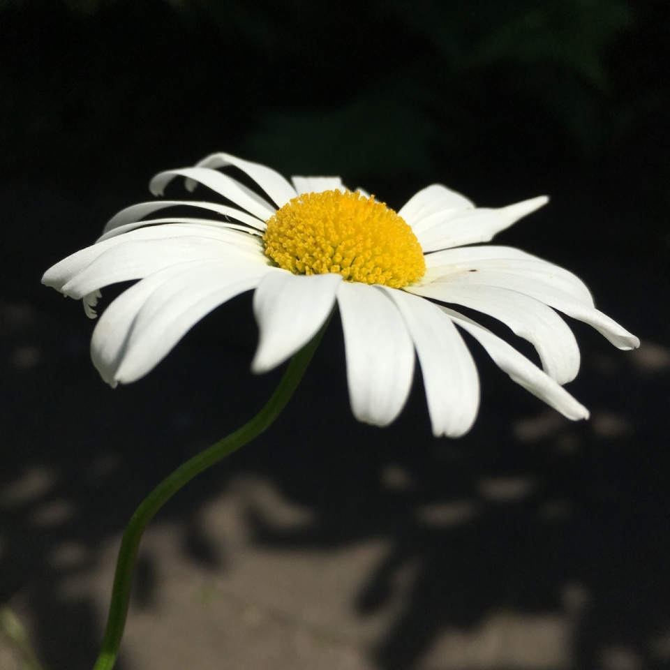 虚化背景户外黄色花蕊白色花朵自然植物