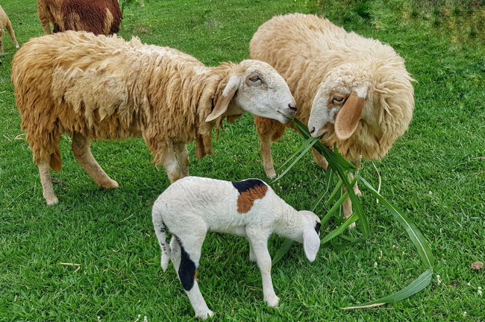 自然绿色草坪进食野生绵羊动物