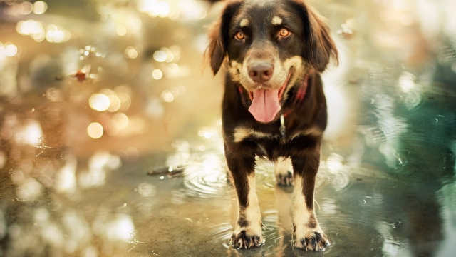 可爱小狗图片桌面壁纸