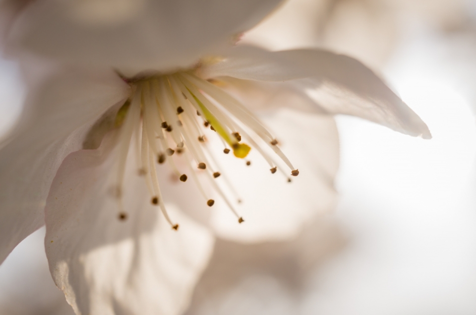 微距摄影_梨树自然黄色花蕊白色花朵梨花