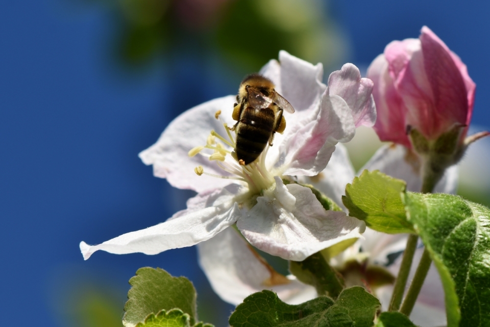虚化背景户外白色自然花朵上蜜蜂