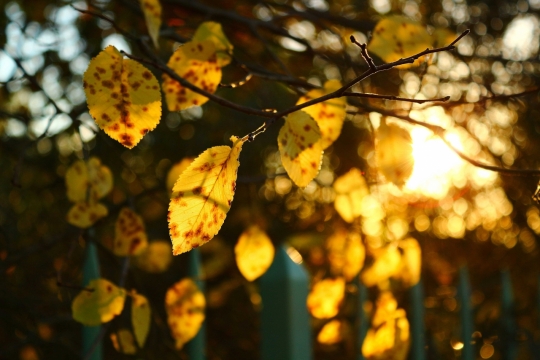 摄影技术_树枝丛中阳光余晖高清风光拍摄