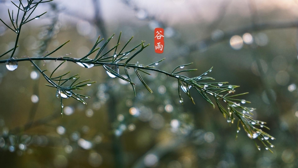 唯美清新护眼谷雨高清桌面壁纸