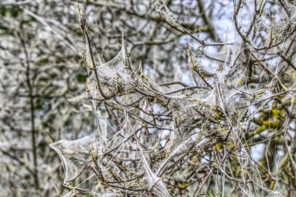 户外自然树木树枝缠绕白色蜘蛛网