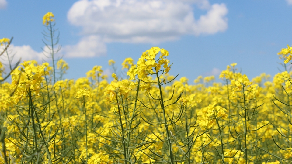 田园风光油菜花自然风光高清桌面壁纸