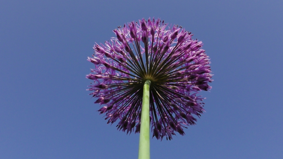 蓝色天空紫色花朵绿色枝干植物