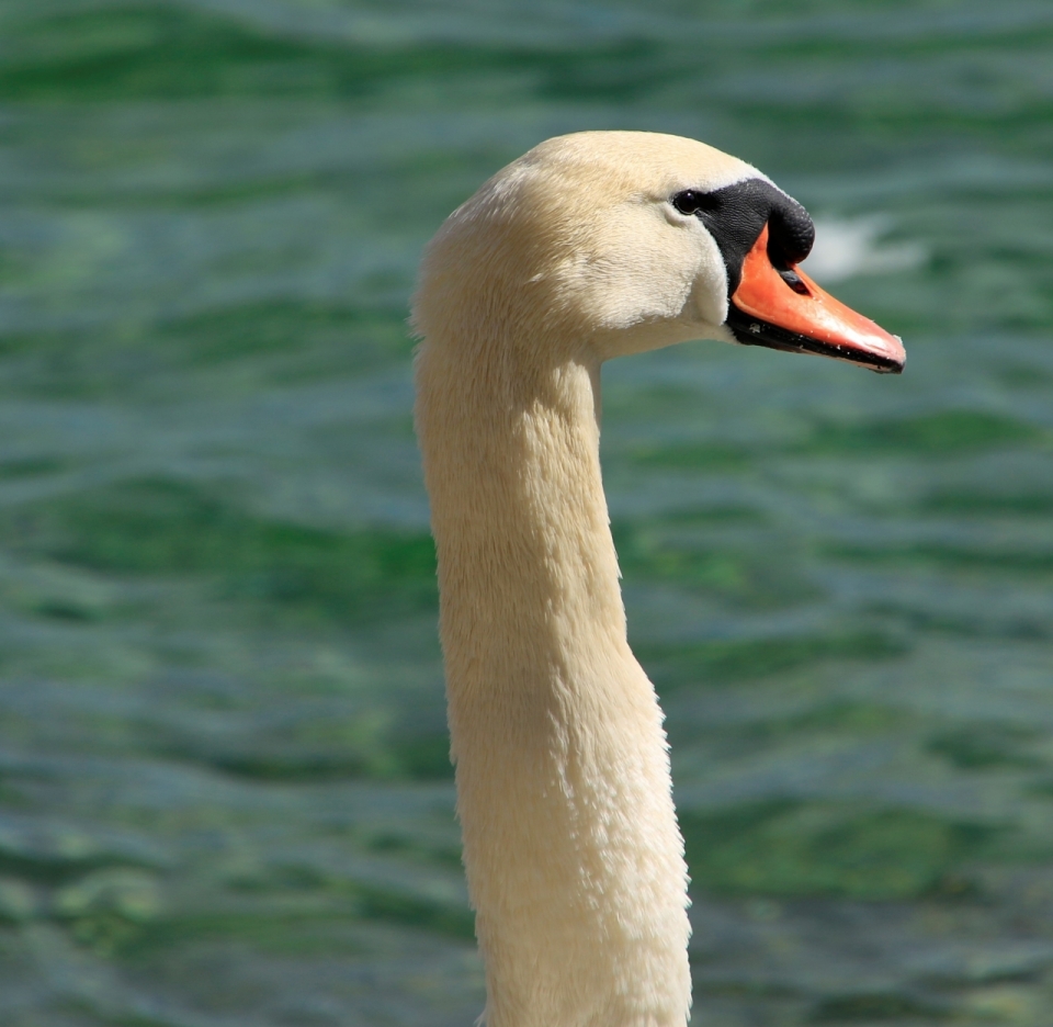 阳光自然湖泊白色天鹅鸟类动物