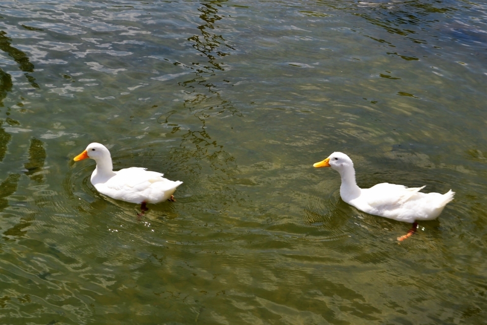 在绿水上游泳的大白鹅摄影