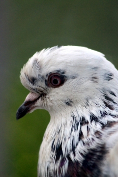 户外白色野生鸟类动物侧面面部