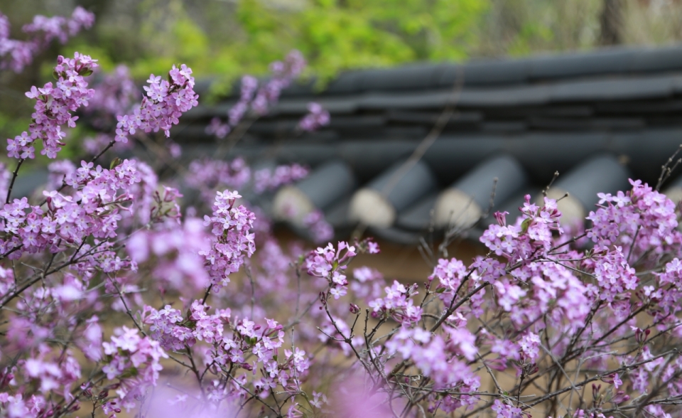 园林围墙盛开紫色花海优美景象