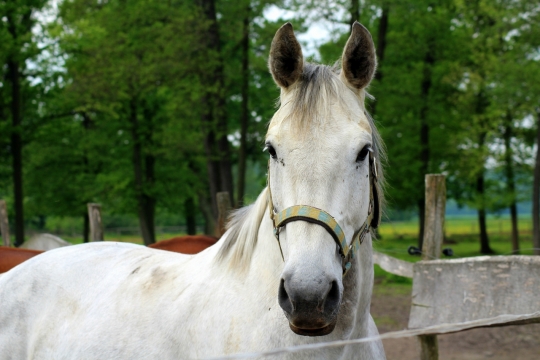 户外绿色自然森林白色马动物