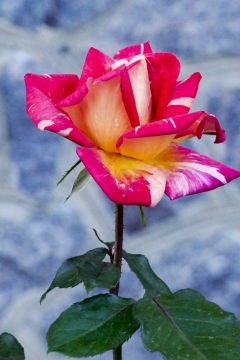 蔷薇科鲜花凋谢叶子红色花瓣