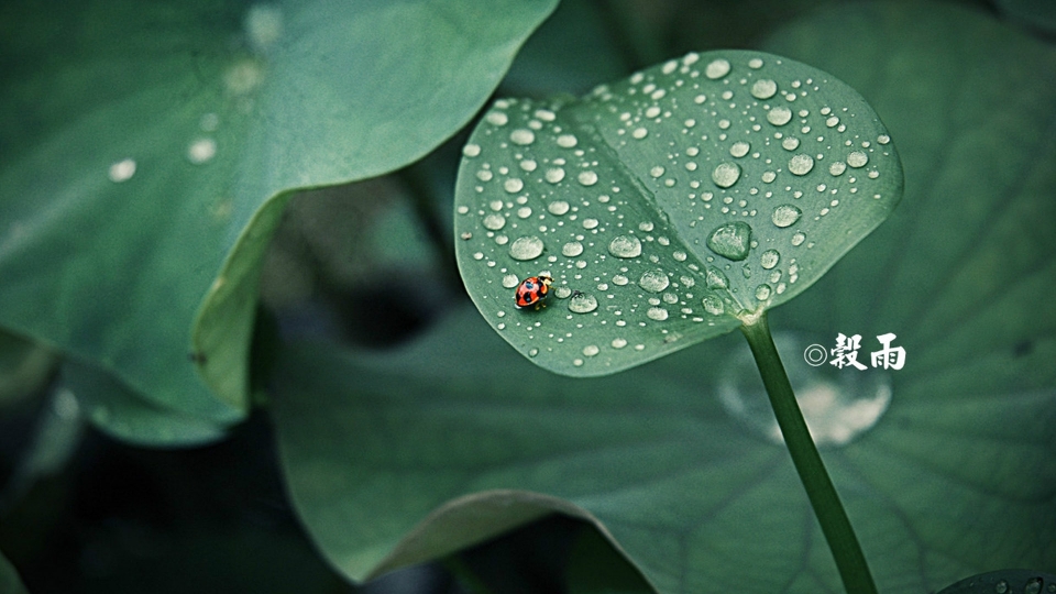 二十四节气之谷雨桌面高清壁纸