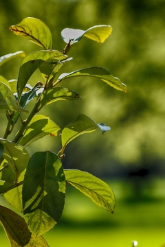 虚化背景阳光户外自然绿色叶子植物