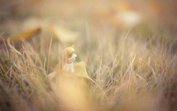 可爱小狗萌物摆件创意图片桌面壁纸