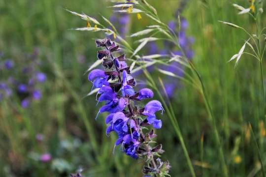 自然户外绿色枝叶紫色花朵美丽植物