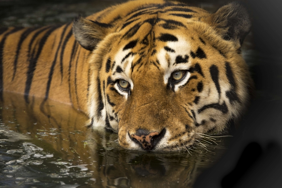 在水中暗中观察的老虎