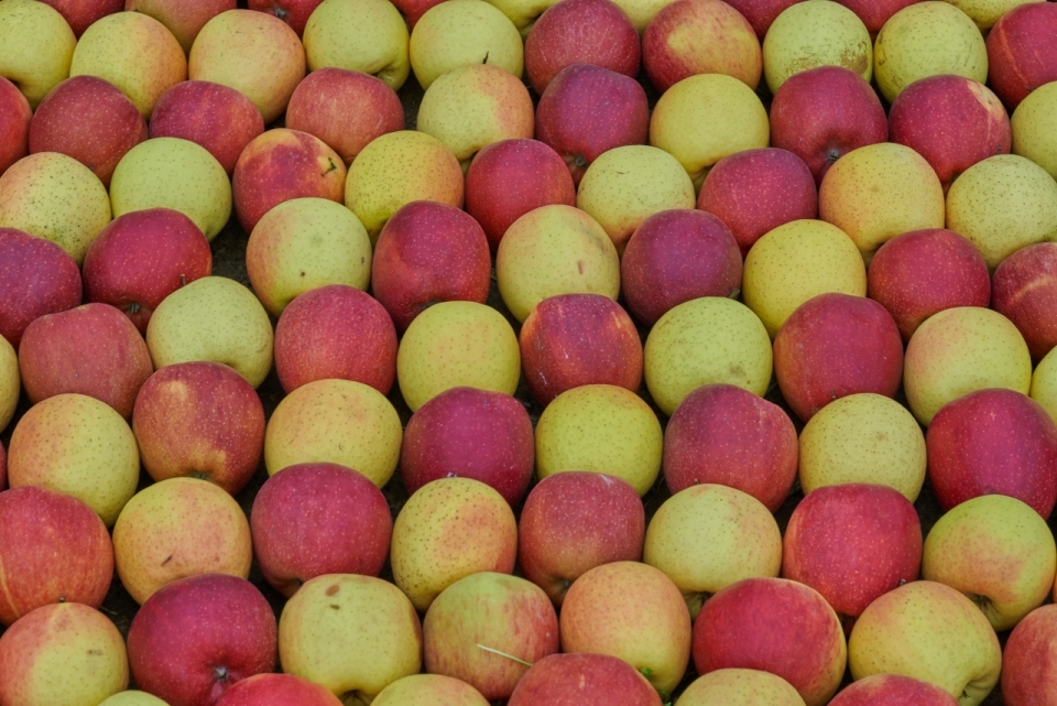 黄色红色新鲜美味健康苹果水果
