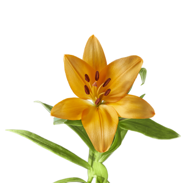 微距摄影_黄色花朵绿色叶子清新自然植物