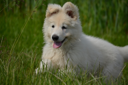户外萌犬尽情玩耍抓拍