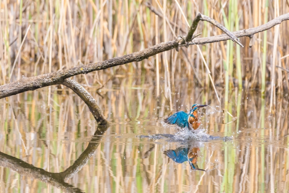 户外自然湖泊野生蓝色鸟类动物